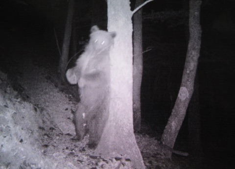 Brown bear caught on camera